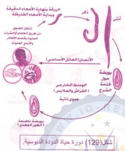 دورة حياة الدودة الدبوسية